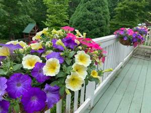 Wave Bemis Custom Mix Pastel Wave Petunia Jumbo 6 pack 17.99 sale price